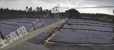 湛江遂溪县 12亩 旱地 经营权转让