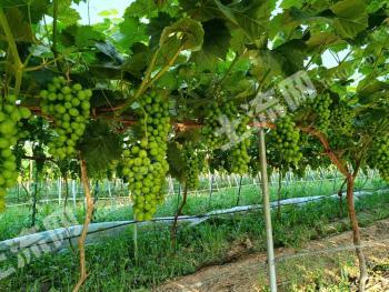 武汉蔡甸区 100亩 果园 经营权转让