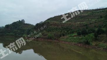 泸州合江县 64.12亩 果园 经营权出租