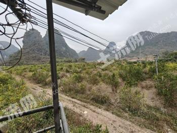 崇左大新县 62.86亩 果园 经营权出租