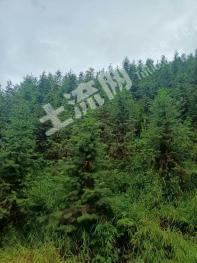 清远连州市 28亩 竹林地 经营权出租