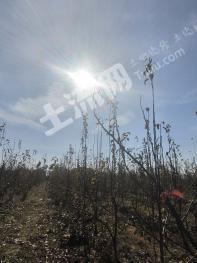 三门峡灵宝市 36.24亩 果园 经营权出租