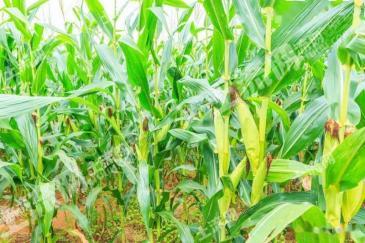 阿勒泰福海县 65270.1亩 水浇地 经营权出租