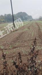 株洲攸县 1200亩 旱地 经营权出租