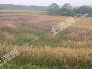 株洲攸县 1200亩 旱地 经营权出租