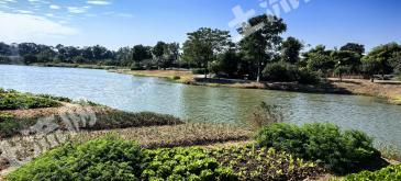 佛山南海区 45.51亩 果园 经营权转让