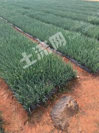 红河泸西县 150亩 旱地 经营权出租