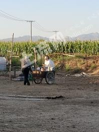鄂尔多斯达拉特旗 200亩 水浇地 经营权出租