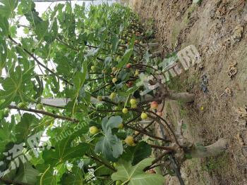 宜春袁州区 20亩 果园 经营权转包