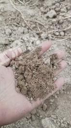 河南开封 320亩 水浇地 经营权出租