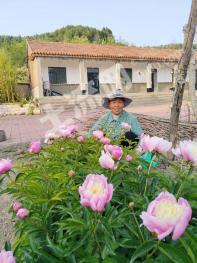 济南章丘区 151.65亩 果园 经营权出租