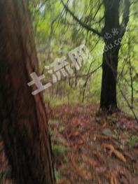 宜宾翠屏区 473.89亩 灌木林地 经营权出租