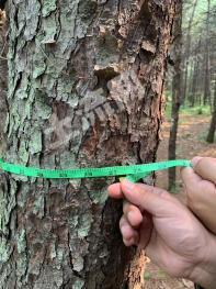 鹤岗萝北县 168亩 乔木林地 经营权转让