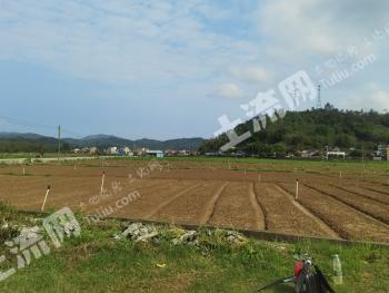 清远清新区 119.8亩 水浇地 经营权出租