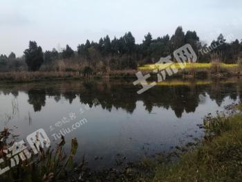 乐山井研县 25亩 坑塘水面 经营权转包