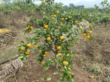 泸州泸县 34.51亩 果园 经营权出租