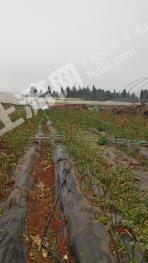 红河泸西县 207.32亩 旱地 经营权出租