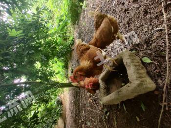 威海环翠区 178.41亩 水浇地 经营权出租