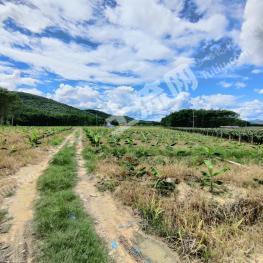 西双版纳勐腊县 50.83亩 旱地 经营权出租