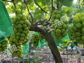 合肥瑶海区 16亩 果园 经营权转让