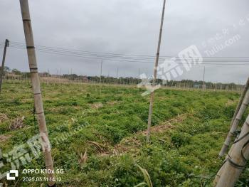 清远清城区 127亩 水田 经营权出租