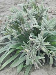 伊犁巩留县 18495.84亩 旱地 经营权出租