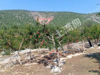 淮北烈山区 700亩 其它林地 经营权出租