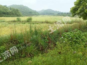 衡阳常宁市 400亩 旱地 经营权出租