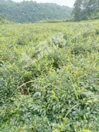 湘西永顺县 18亩 茶园 经营权出租