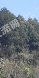 凉山甘洛县 6000亩 乔木林地 经营权转让