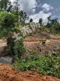 海南五指山市 271.11亩 其它林地 经营权出租