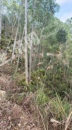 茂名信宜市 444.5亩 乔木林地 经营权转让