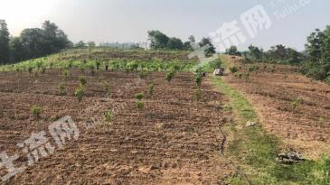 乐山井研县 83.86亩 果园 经营权转包