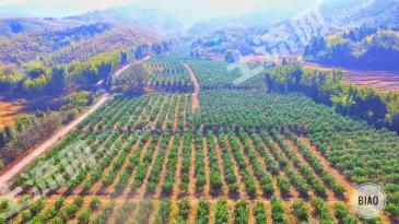 韶关新丰县 192.54亩 果园 经营权出租