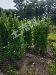 杭州钱塘区17亩灌木林地经营权转让