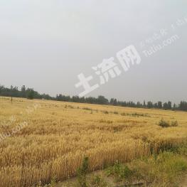 郑州惠济区 130亩 水田 经营权转让