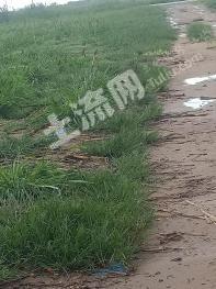 海南东方市 200亩 水浇地 经营权出租