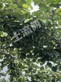 泸州纳溪区 201.05亩 果园 经营权转让