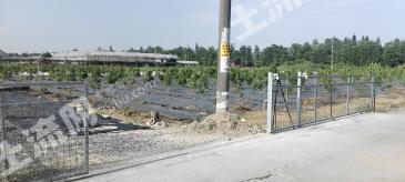 广州番禺区 12.9亩 果园 经营权转让