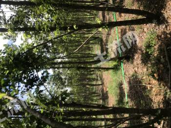 海南白沙黎族自治县 102亩 其它林地 经营权转让