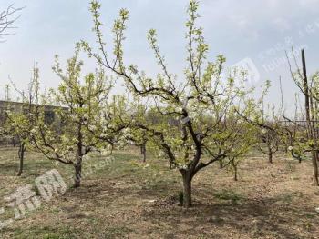 北京房山区 90亩 果园 经营权转让