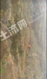 南阳方城县 1000亩 其它林地 经营权出租