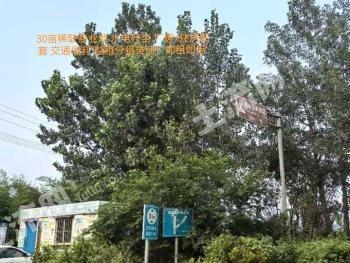 日照岚山区 20000平方米 厂房 使用权出租