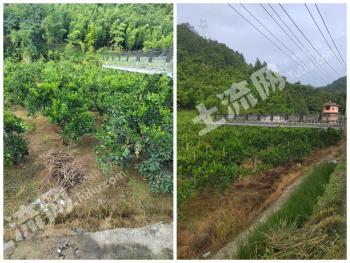 龙岩新罗区 80亩 果园 经营权转让