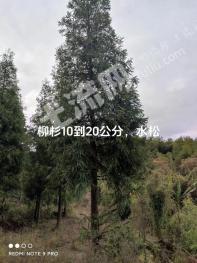重庆渝北区 100亩 乔木林地 经营权出租