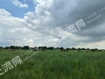 锡林郭勒盟正蓝旗 3586亩 天然牧草地 经营权转让