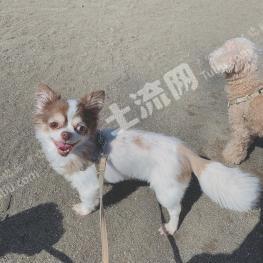 洛阳洛龙区 1.22亩 农村宅基地 使用权合作