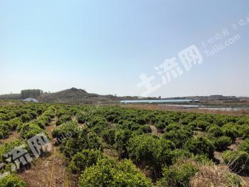 威海荣成市 50.13亩 其它林地 经营权转让