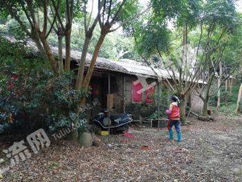 阳江阳东区 100亩 乔木林地 经营权转让