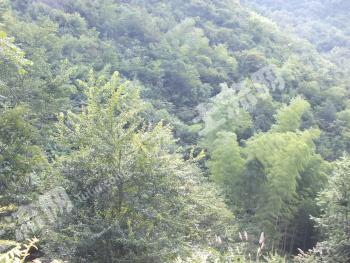 宣城旌德县 13000亩 乔木林地 经营权出租